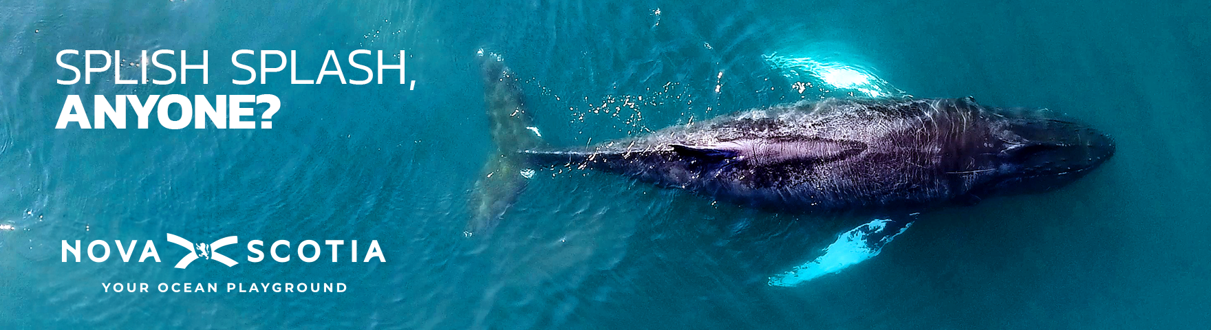 Whales in the Atlantic Ocean billboard image for advertising Nova Scotia